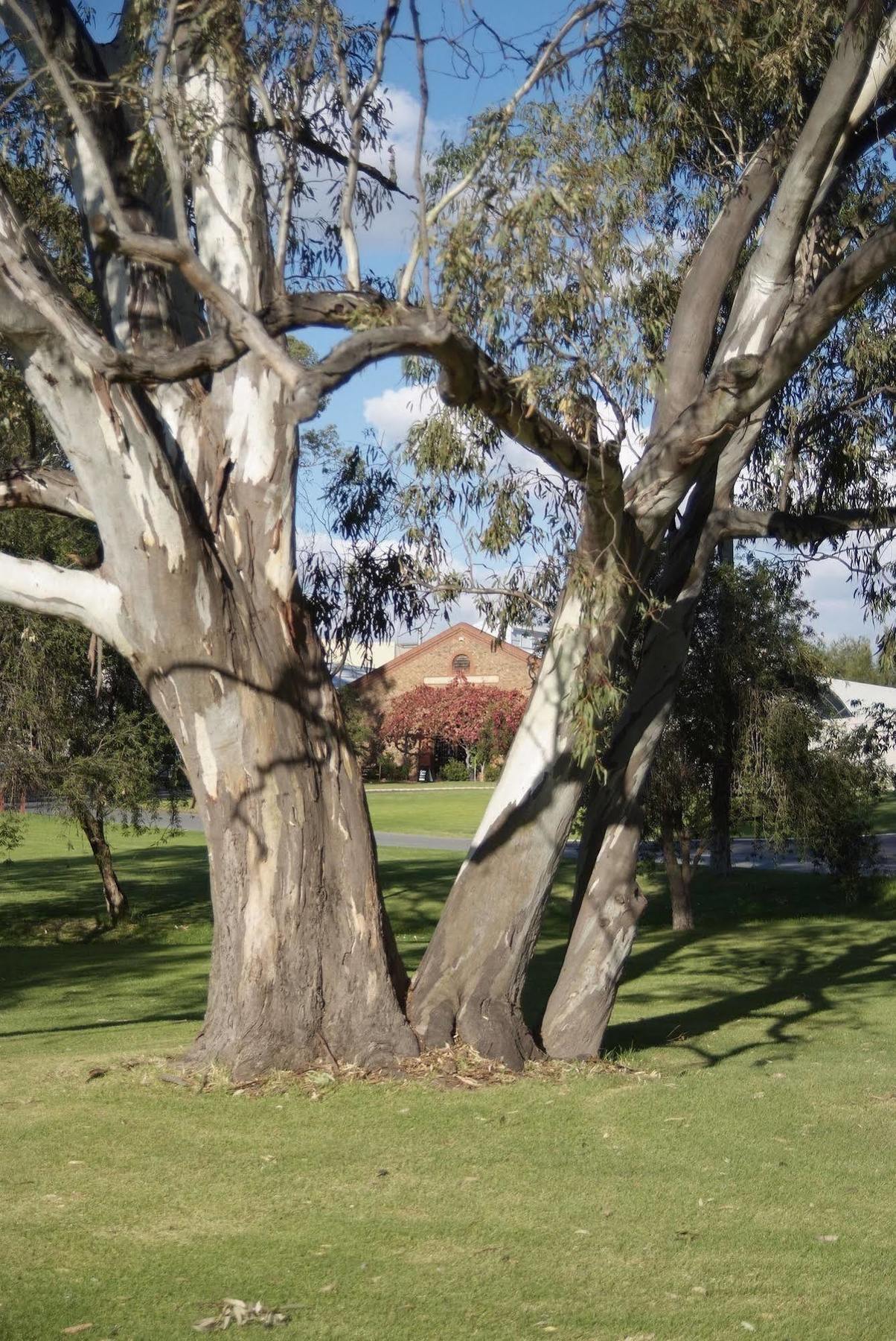 Serafino Mclaren Vale Extérieur photo